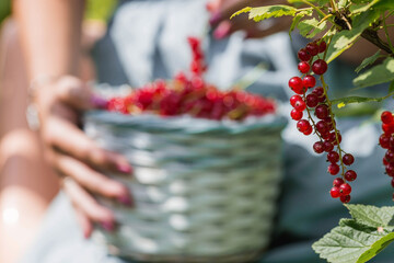 Hands of a woman in close-up. The girl is harvesting berries. Healthy ripe red currant in a bowl in the summer garden. An organic set of vitamins with fresh green leaves.