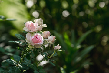 Pink rose of a beautiful pastel shade with dew at dawn. Beautiful sunlight. The background image is green and pink. Natural, environmentally friendly natural background.