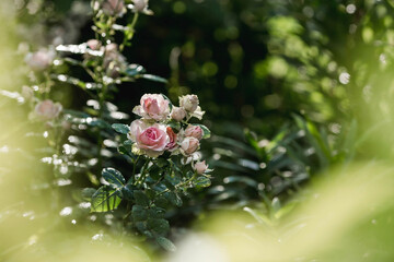 Pink rose of a beautiful pastel shade with dew at dawn. Beautiful sunlight. The background image is...