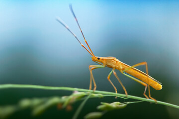 grasshopper on a leaf
