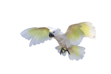 Beautiful cockatoo parrot flying isolated on transparent background png file © Passakorn