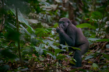 Western lowland gorilla (Gorilla gorilla gorilla) in Marantaceae forest. Odzala-Kokoua National Park. Cuvette-Ouest Region. Republic of the Congo