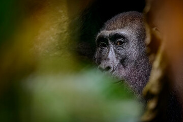 Western lowland gorilla (Gorilla gorilla gorilla) in Marantaceae forest. Odzala-Kokoua National Park. Cuvette-Ouest Region. Republic of the Congo © Roger de la Harpe