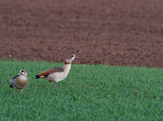 Nilgans, Alopochen aegyptiaca