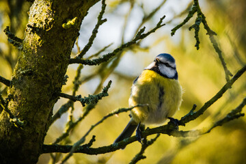 Spring visit - Frühlingsbesuch