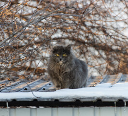 gray cat on the roof in winter