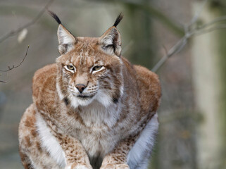 Eurasischer Luchs, Nordluchs, Lynx lynx, Luchs