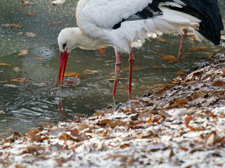 Weissstorch, Ciconia ciconia, in Schnee und Eis