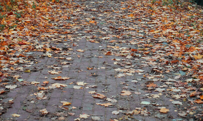 A cobblestone road strewn with dry leaves. Autumn period of time, autumn. Selective selective focus