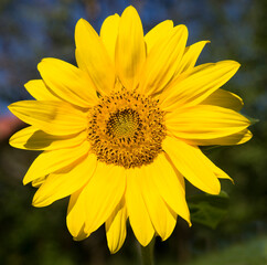 sunflower,