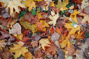 Multicolored dry leaves, red, yellow and orange. Autumn leaves close-up, autumn. Selective focus