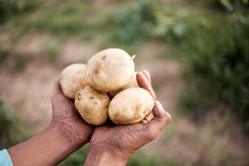 Farmer, hands or harvesting potatoes in farm, agriculture field growth or countryside nature...