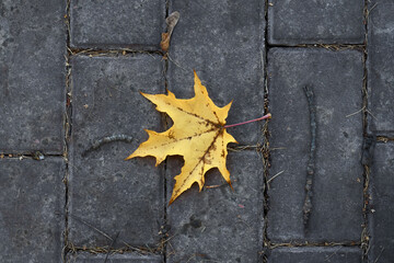 A yellow autumn fallen leaf lies on the paving stones. Selective focus
