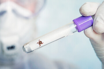 study of mites in scientific laboratory for encephalitis or Lyme disease. A parasite that transmits...