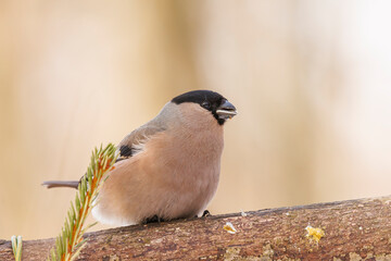Bullfinch female