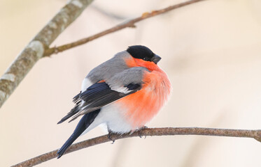 Bullfinch male 
