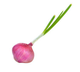 onion on  transparent png