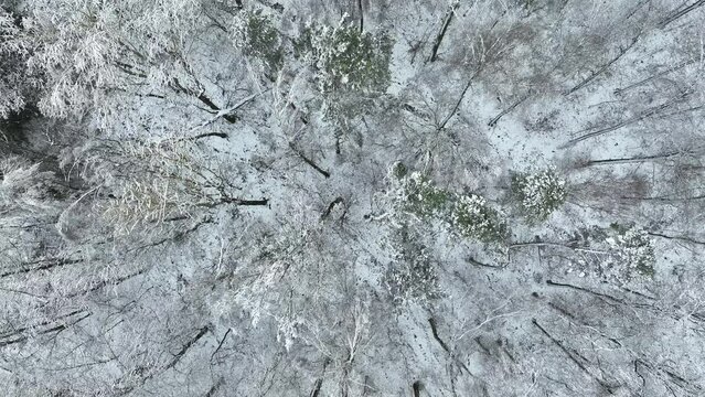 Mischwald im Winter, Luftaufnahme