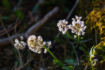 Alpine penny-cress wildflowers blooming in springtime