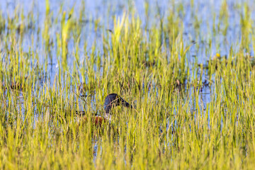 Shoveler swimming in green reed at the lake