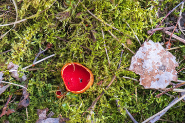 Scarlet mushroom growing in mossy ground