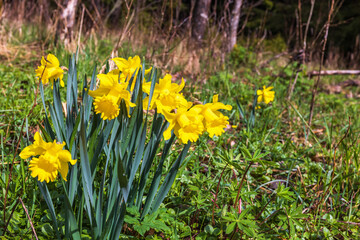 Obraz premium Yellow daffodil flowers in spring