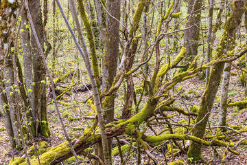 Fallen tree with green moss in a deciduous forest in spring