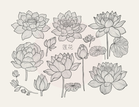 A set of lotus flowers and leaves isolated on a white background. Completed in a drawn linear style.