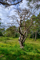 Naturschutzgebiet Grainberg-Kalbenstein am Main bei Karlstadt, Landkreis Main-Spessart, Unterfranken, Bayern, Deutschland