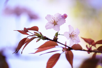 色鮮やかな桜の花