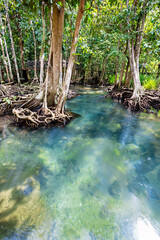 The Tropical tree roots or Tha pom mangrove in swamp forest and flow water, Klong Song Nam at Krabi, Thailand.