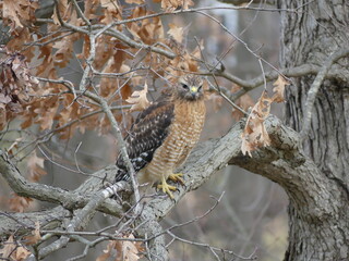 Red Tailed Hawk Resting on a Limb of an Oak Tree