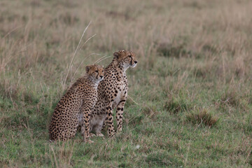 cheetah on the savannah