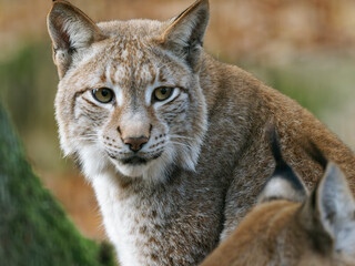 Eurasischer Luchs, Nordluchs, Lynx lynx, Luchs