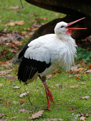 Weissstorch, Ciconia ciconia