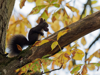 Eurasisches Eichhörnchen, Eichhörnchen, Eichkater, Sciurus vulgaris