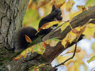 Eurasisches Eichhörnchen, Eichhörnchen, Eichkater, Sciurus vulgaris