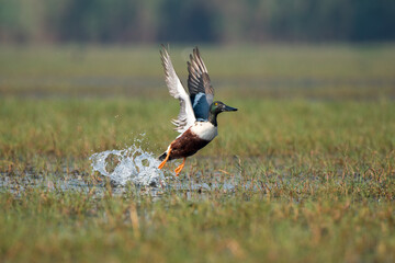 Northern shoveler bird flying out of water with use of selective focus 