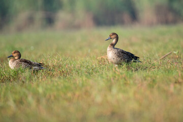 Gadwall duck bird sitting in the grass with use of selective focus