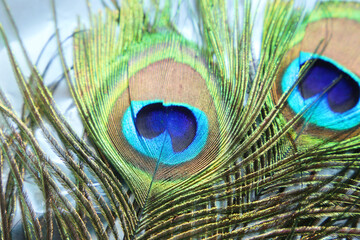 peacock feathers on mettaliс background