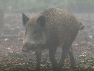 Wildschwein, Sus scrofa