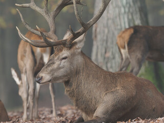 Rothirsch, Cervus elaphus