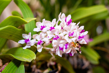 Beautiful orchid flower in the garden, close-up Rhynchostylis gigantea orchid, Thailand, soft focus.
