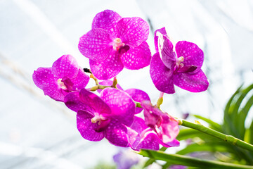 Naklejka premium Beautiful purple Vanda hookerriana orchid flower in the garden. soft focus.