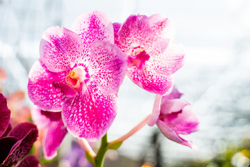 Obraz premium Beautiful purple Vanda hookerriana orchid flower in the garden. soft focus.