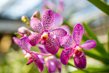 Beautiful purple Vanda hookerriana orchid flower in the garden. soft focus.