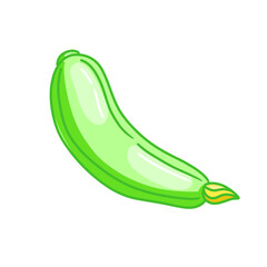 Vector isolated colorl squash. Organic vegetable food illustration for healthy nutrition diet vegetarian or vegan