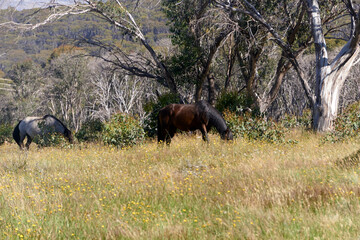 Wild Horses the High Country Brumbies leisurely grazing in the Snowy Mountains Kosciuszko National Park