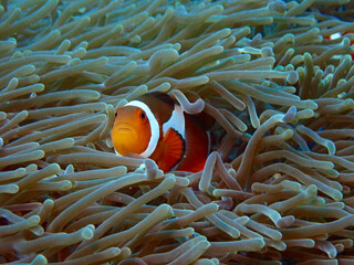 Fish Nemo. Clownfish hiding in an anemone.