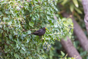 bird on a branch